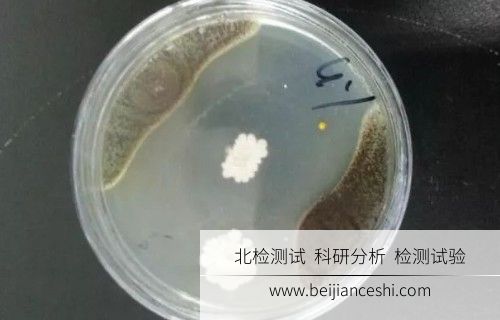 玉米赤霉醇检测