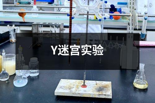 Y迷宫实验