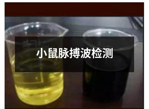 小鼠脉搏波检测