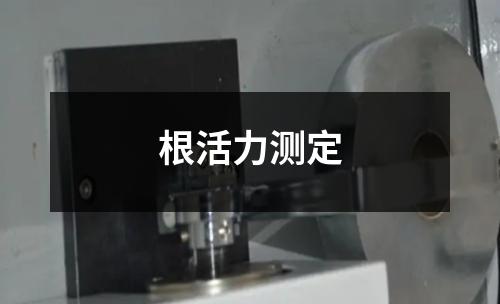 根活力测定