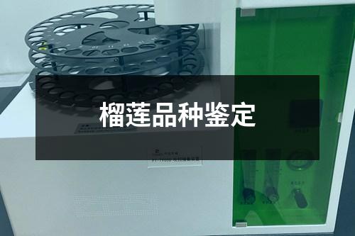 榴莲品种鉴定