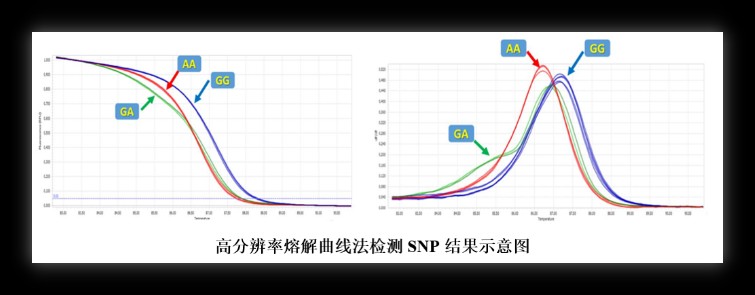 单核苷酸多态性(SNP)检测