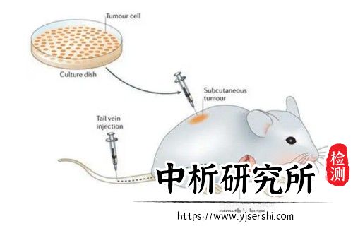 PDX(Patient-Derived Xenograft)小鼠模型