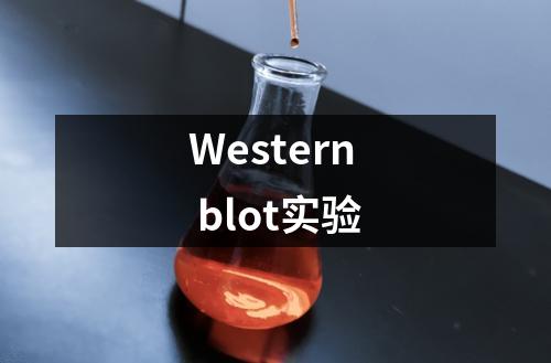 Western blot实验