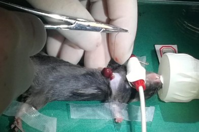 小鼠急性毒性试验 小鼠急性毒性试验
