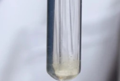 蛋白溶解度测定